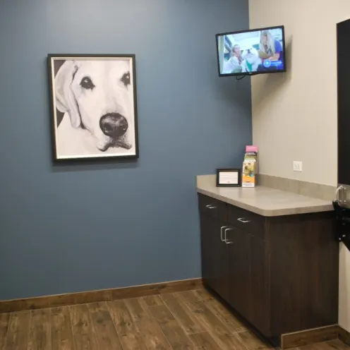 Foxmoor Veterinary Clinic Exam Room